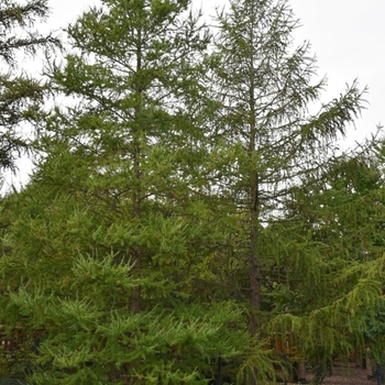 Larix laricina