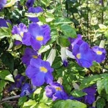 Thunbergia erecta 'King's Mantle Blue'