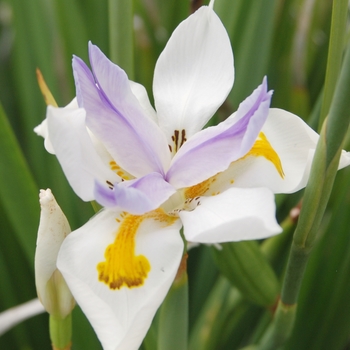 Dietes iridioides