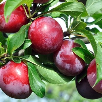 Prunus salicina 'Santa Rosa' 