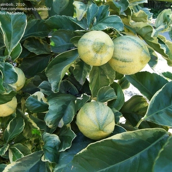 Citrus limon 'Variegated Meyer' 