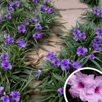 Ruellia brittoniana 'Katie Blue' 