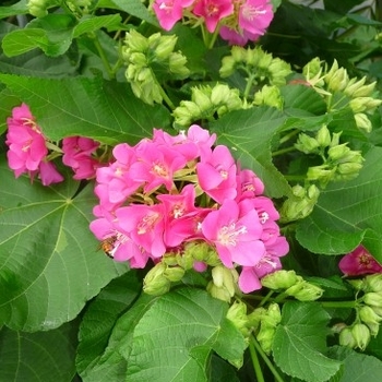 Dombeya seminole