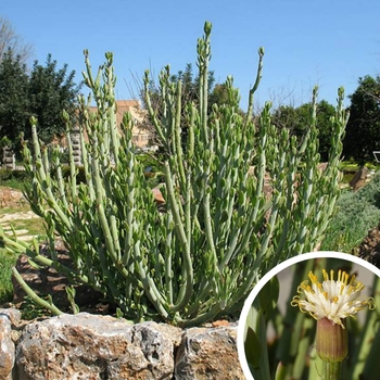 Senecio anteuphorbium