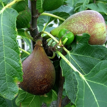 Ficus carica 'Olympian' 