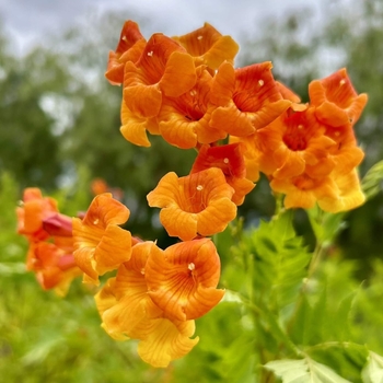 Tecoma 'Solar Flare' 