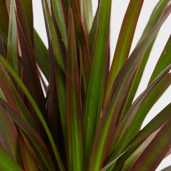 Dracaena marginata