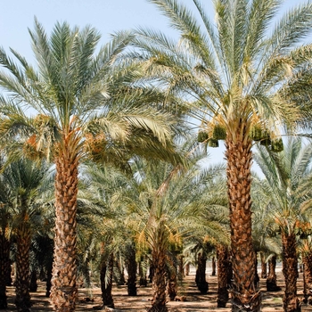 Phoenix dactylifera
