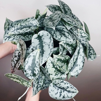 Scindapsus pictus 'Silver Splash' 