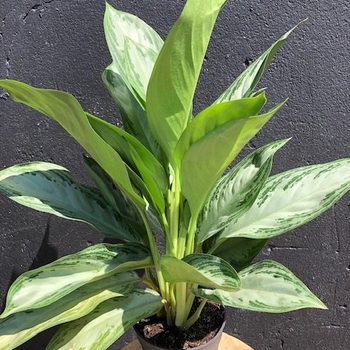 Aglaonema 'Silver Bay' 