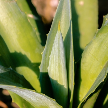 Aloe 