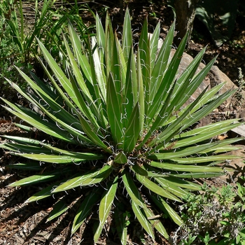 Agave filifera