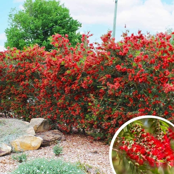 Callistemon viminalis