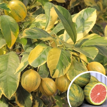 Citrus limon 'Eureka Variegated Pink' 