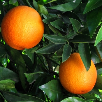 Citrus sinensis 'Trovita' 