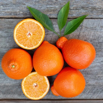 Citrus x tangelo 'Minneola' 