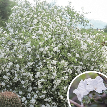 Cordia parvifolia