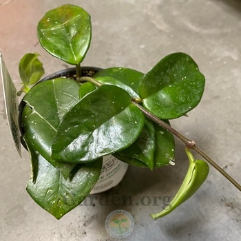 Hoya carnosa 'Freckled Splash' PP27715P2