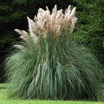 Cortaderia selloana