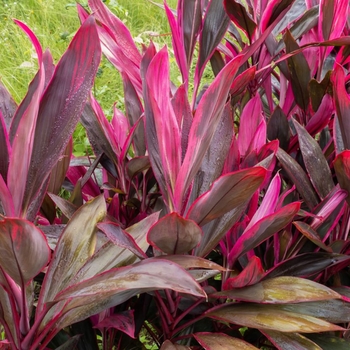 Cordyline fruticosa