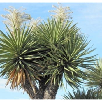 Yucca faxoniana