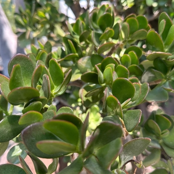 Crassula ovata (argentea)