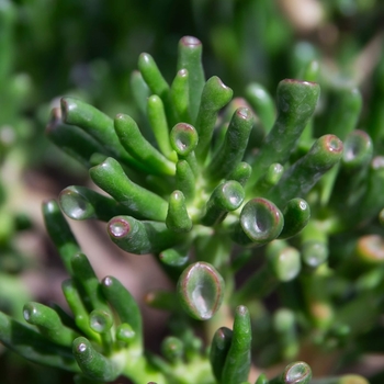 Crassula ovata 'Gollum' 