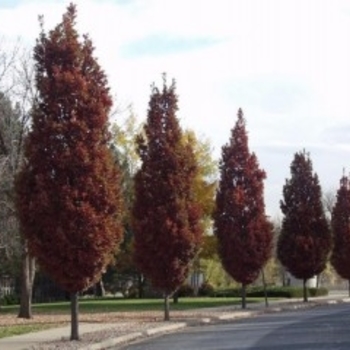 Quercus 'Scarlet Letter' 