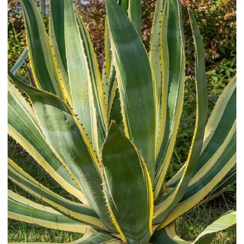 Agave americana 'Variegata' 