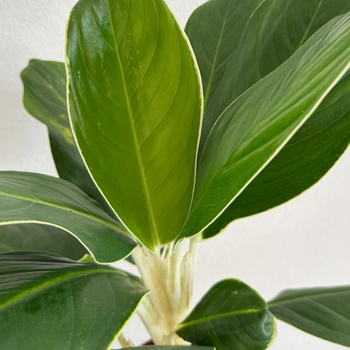 Aglaonema commutatum 'White Edge'