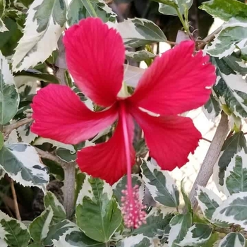Hibiscus rosa-sinensis 'Snow Queen' 