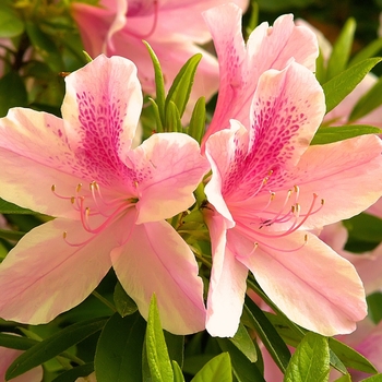 Rhododendron Southern Indica 'Duc De Rohan' 