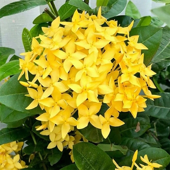 Ixora taiwanensis