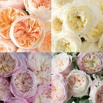Rosa 