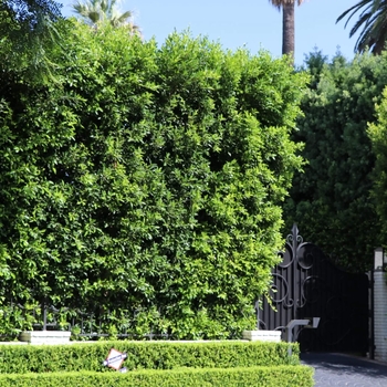 Ficus microcarpa 'Nitida' 