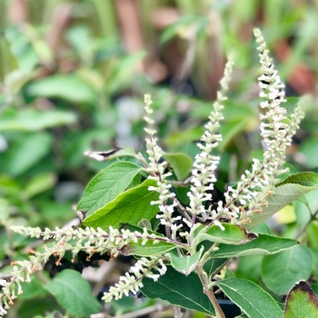 Aloysia virgata