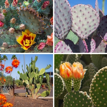 Opuntia 'Multiple Varieties' 