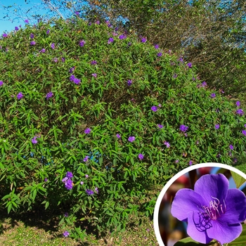 Tibouchina 'Multiple Varieties' 