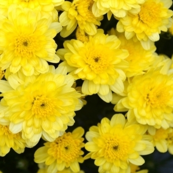 Chrysanthemum x morifolium