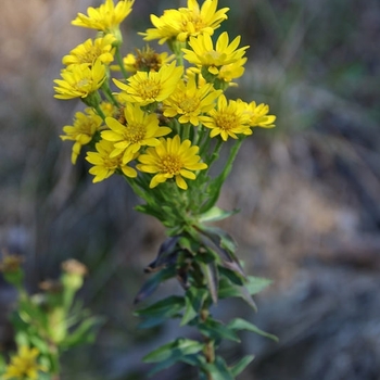 Chrysopsis mariana