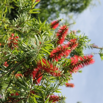 Callistemon acuminatus