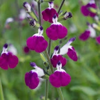 Salvia greggii 'Amethyst Lips' 