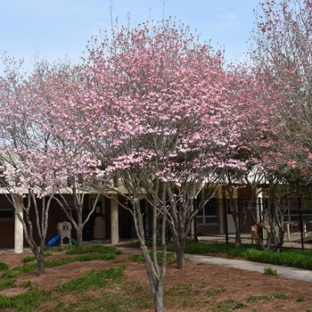 Cornus florida 'Prairie Pink' 