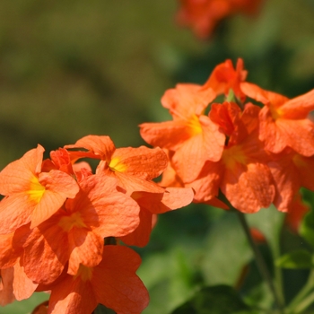 Crossandra infundibuliformis