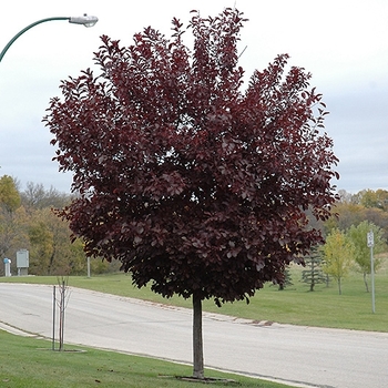 Prunus virginiana 'Canada Red' 