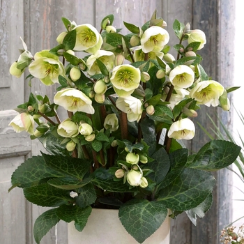 Helleborus 'Moondance™' USPP30114P2