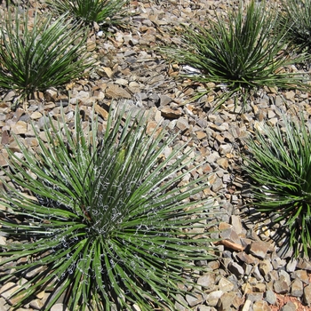 Agave geminiflora