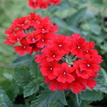 Verbena canadensis 'Homestead Red' 