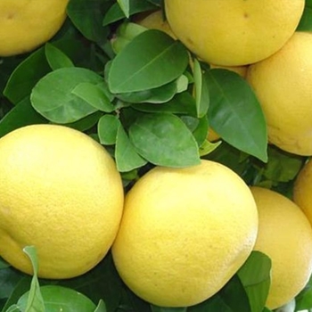 Citrus 'Oroblanco' 