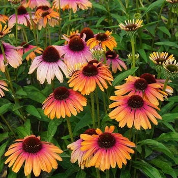 Echinacea 'Rainbow Marcella' PP23045P2